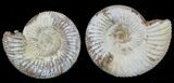 2 1/4" Perisphinctes Ammonites Fossils - Madagascar - Photo 4
